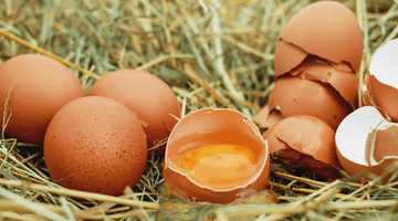 Is it dangerous to feed my baby undercooked egg yolk?